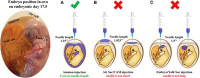 In-ovo feeding with creatine monohydrate: implications for chicken energy reserves and breast muscle development during the pre-post hatching period